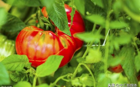 西红柿是什么季节的蔬菜，了解西红柿的成熟时间