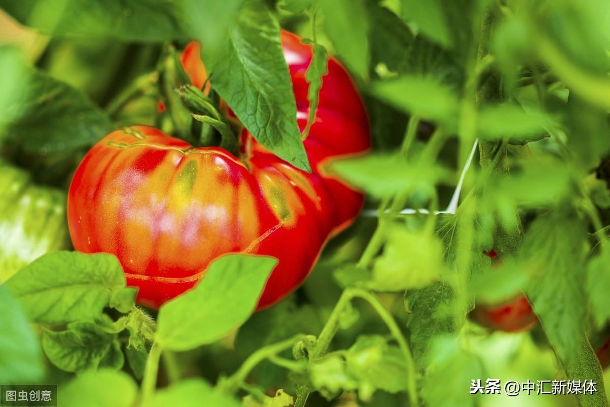 西红柿是什么季节的蔬菜，了解西红柿的成熟时间