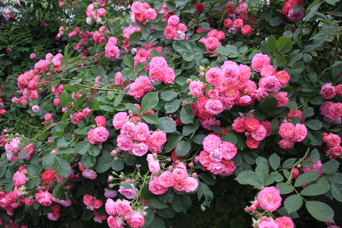 蔷薇种植方法和注意事项，蔷薇的花期是什么时候