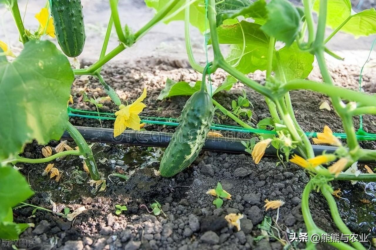 黄瓜喜欢什么肥料，黄瓜的生长习性都有哪些要求