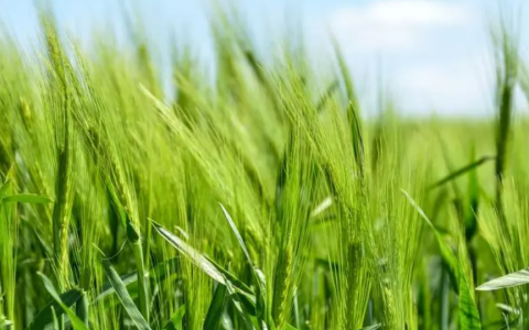 华北平原种植冬小麦还是春小麦，华北种地区是种冬季小麦吗