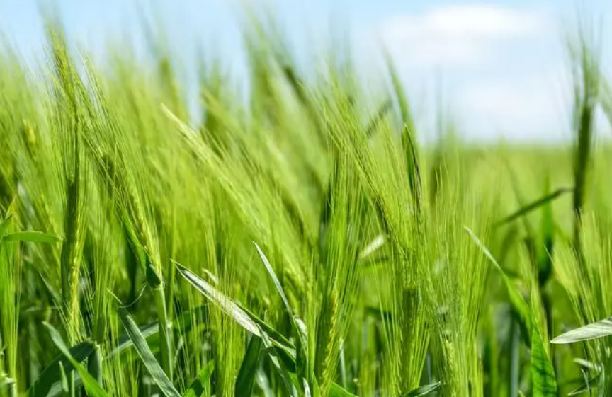 华北平原种植冬小麦还是春小麦？如何种植？