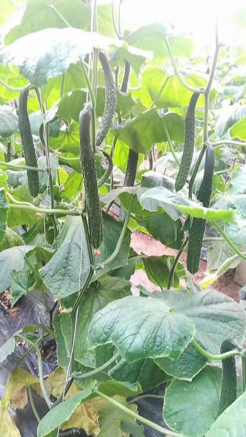 种黄瓜用什么肥料比较好，种黄瓜施肥的要点介绍