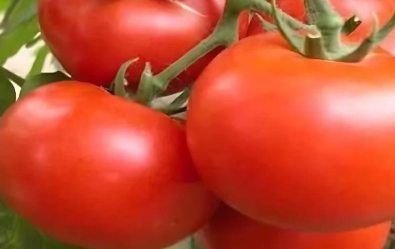 西红柿种植株距和行距，一亩地可以种多少株西红柿