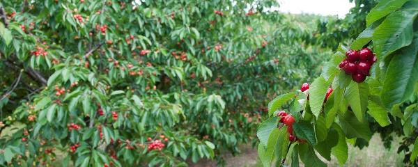 樱桃树几年才能结果，樱桃树苗种多长时间才能长果实