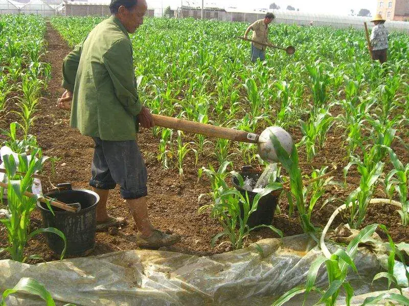 玉米种植技术与管理施肥（玉米栽培的要点讲解）