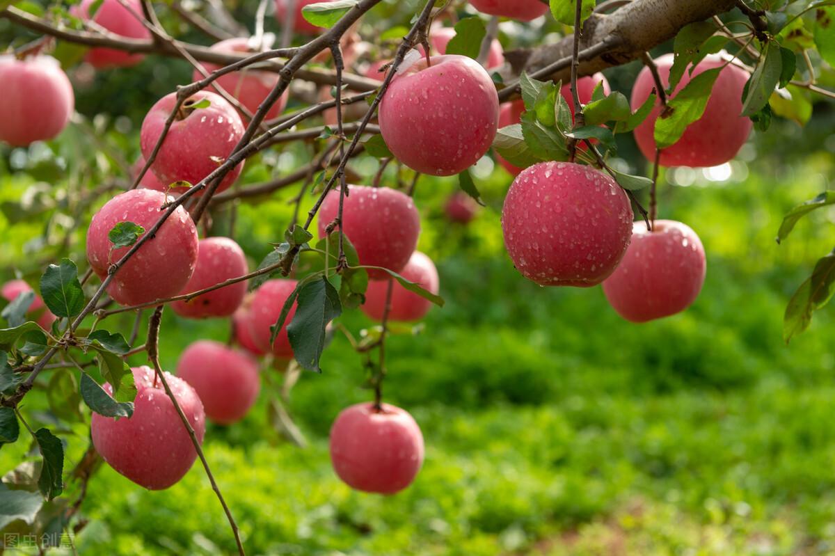 苹果生长在什么地方，国内苹果的产地分布情况