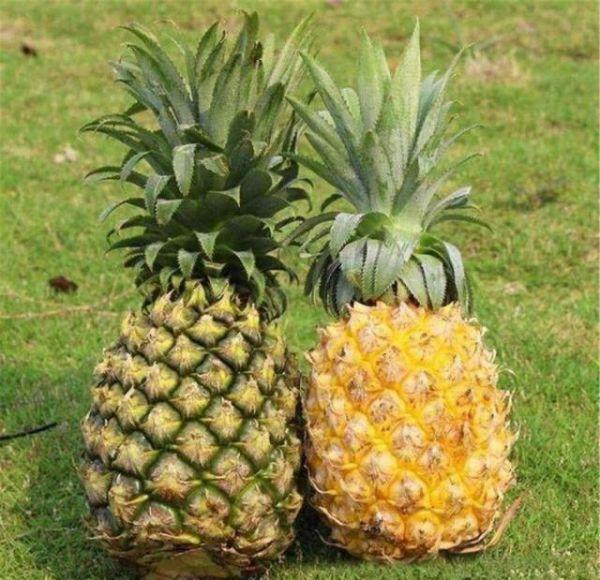 金菠萝是凤梨吗，金菠萝和凤梨是一样的吗