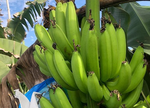 香蕉是木本植物对吗？香蕉是不是草本植物