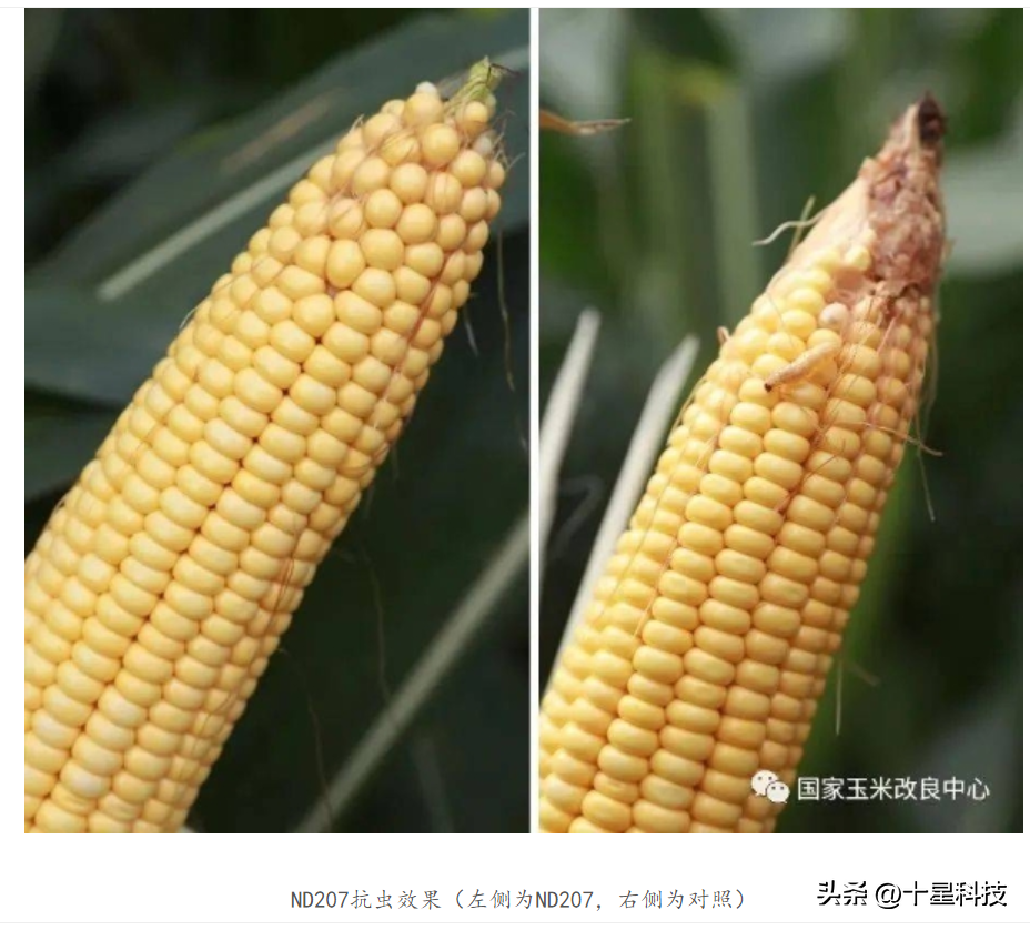 沧玉76玉米种简介，沧玉76玉米的特性和产量