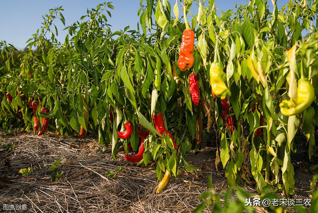 辣椒的生长周期是多少，辣椒种植多久才能成熟
