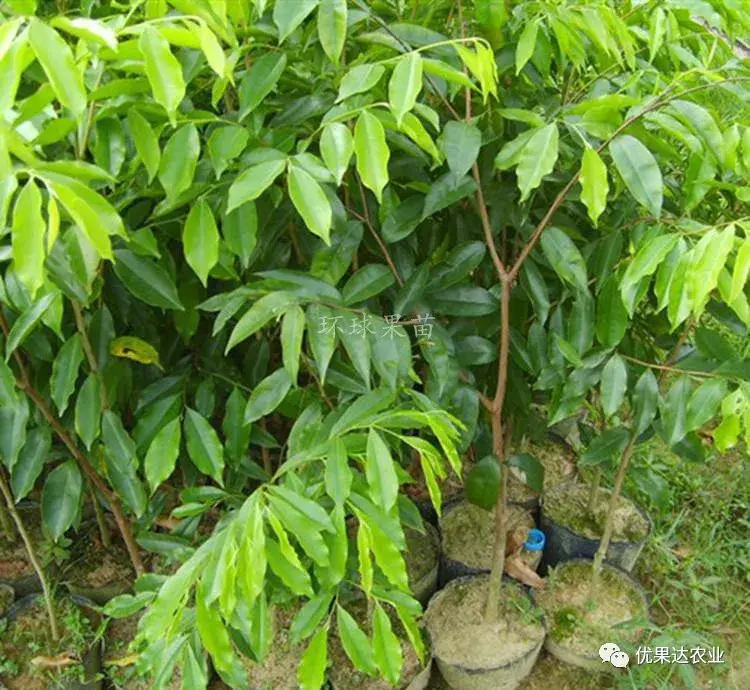 沉香树的种植技巧，沉香树的生长环境要求