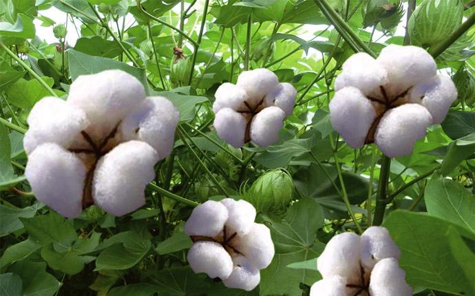 棉花什么季节收获？棉花在几月份采摘