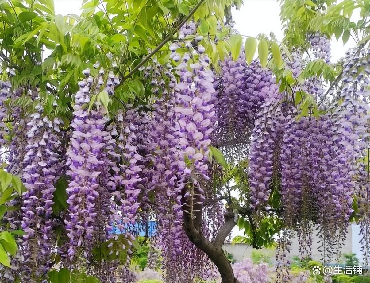 紫藤花几月开花，紫藤花的花期是什么时候