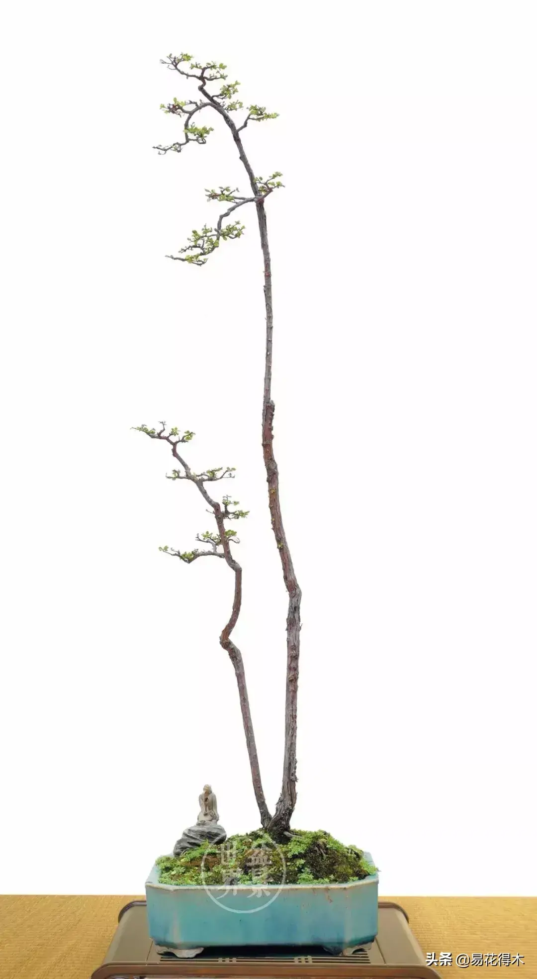 山格木是什么植物，关于山格木的介绍