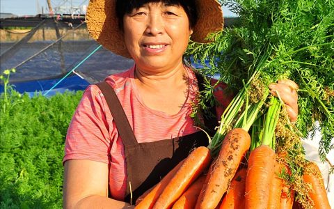 胡萝卜什么时候传入中国，胡萝卜的起源