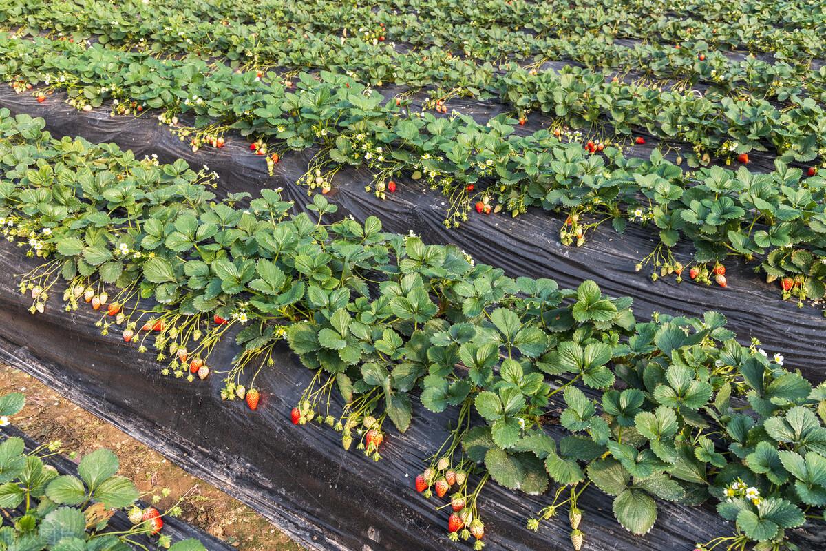 草莓施肥用什么肥料好，草莓种植选肥料需要注意什么