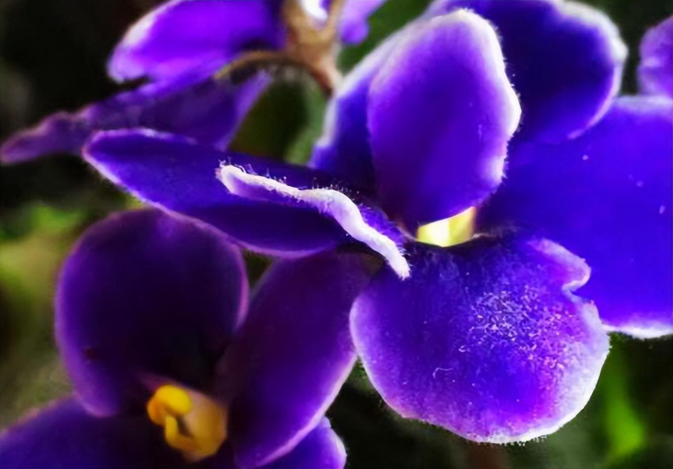 紫罗兰花怎么养，紫罗兰花的家庭养护方法分享