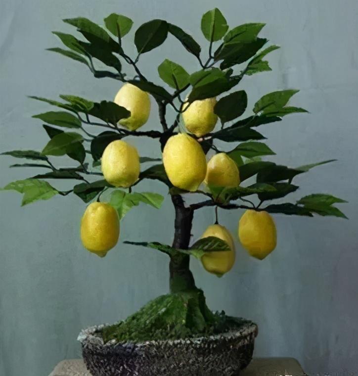 柠檬树好养吗？柠檬树的种植要点大全