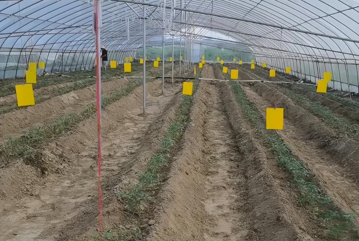 西红柿的种植方法和管理技术，西红柿该如何养护