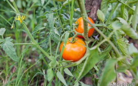 种植西红柿要剪枝吗，养殖西红柿的技巧