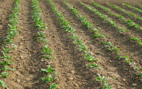 萝卜苗可以移栽种植吗，养萝卜苗的方法和技巧