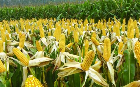 玉米种子哪个品种最好，比较好的玉米种子排行榜