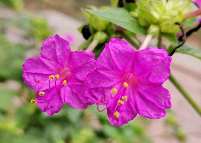 茉莉花有几种颜色，农村常见的茉莉花品种介绍