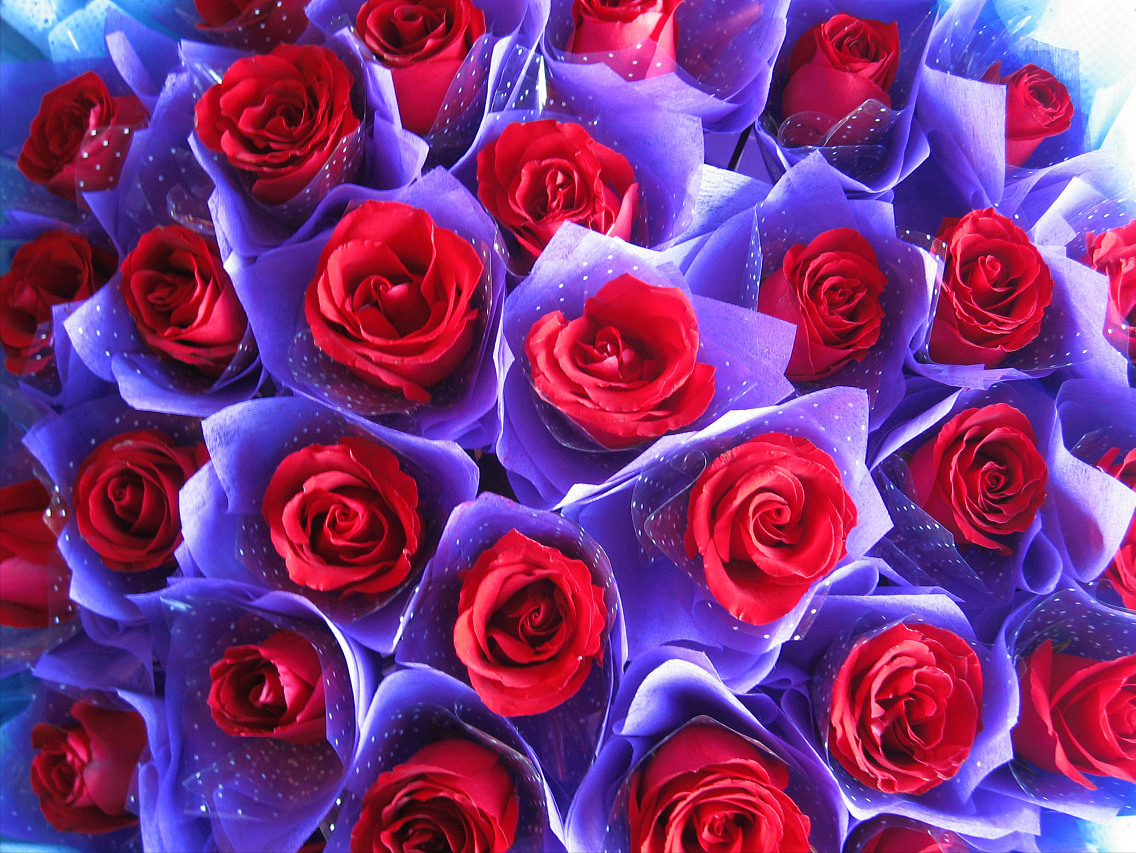 十八朵红玫瑰花代表什么意思，玫瑰花的寓意是什么