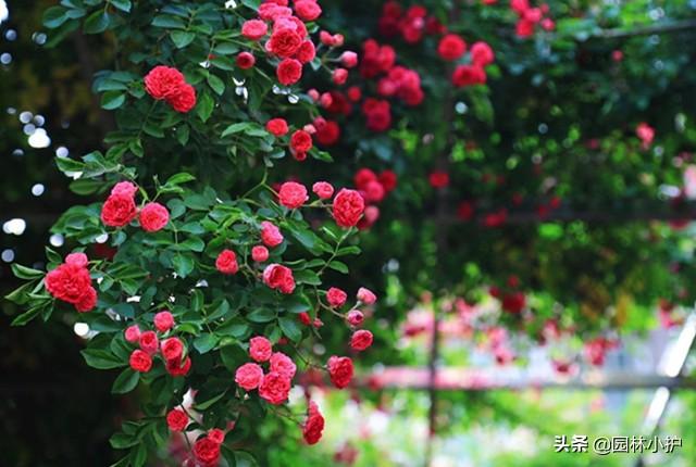 蔷薇长什么样，常见的几种蔷薇的简单介绍