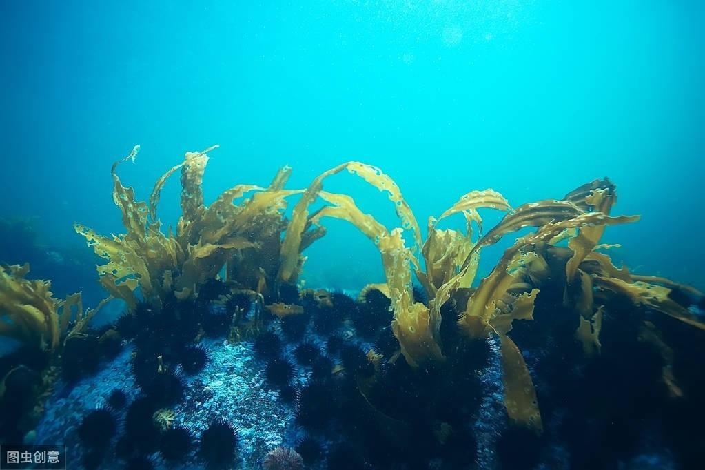 海里常见的植物有哪些（海种的植物种类名称及特性介绍）