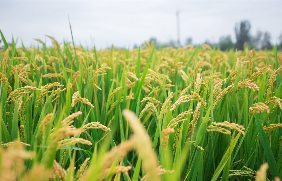 水稻亩产量一般能达到多少，水稻一亩地可以产多少斤
