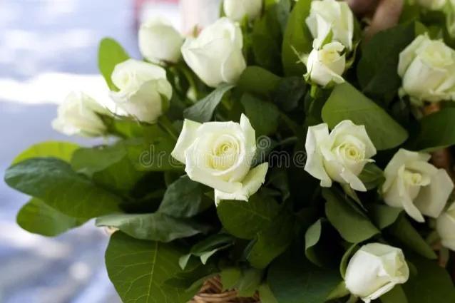 送花给女朋友最浪漫的花，花语代表浪漫的有哪些