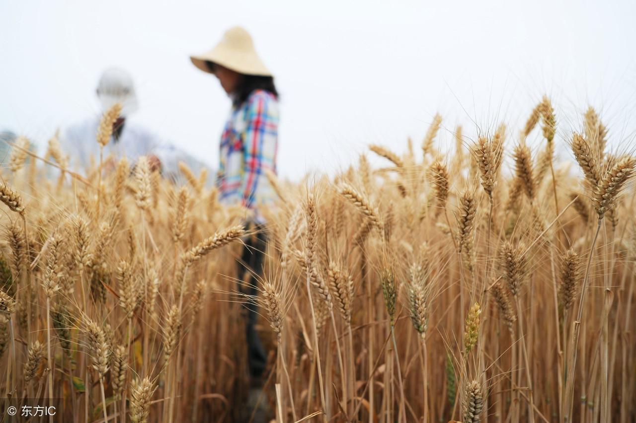 小麦亩产量多少斤，一亩地一般可以产多少小麦