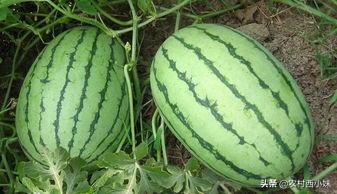 西瓜品种有哪些，常见的西瓜种类大全