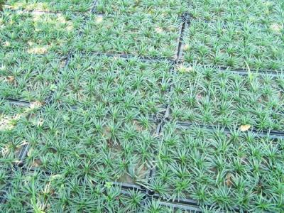 玉龙草种植及养护方法（玉龙草栽培技术和注意事项）