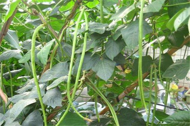 缸豆的种植时间和种植方法，缸豆的栽培要点有哪些