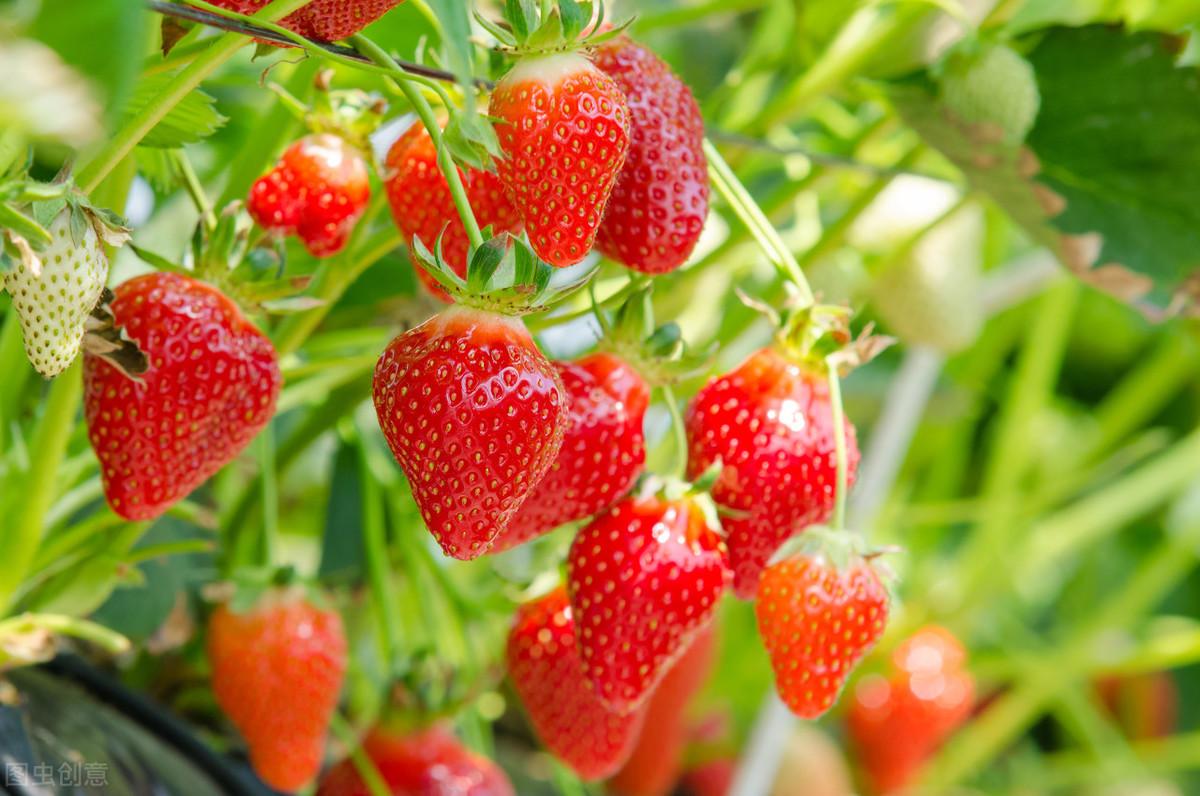 四季草莓苗一年四季都结果吗，四季草莓的种植技术分享