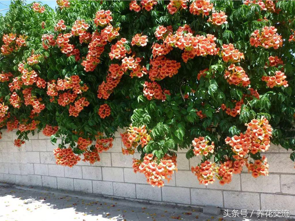 十大最强橙色植物，常见的开橙色花的植物