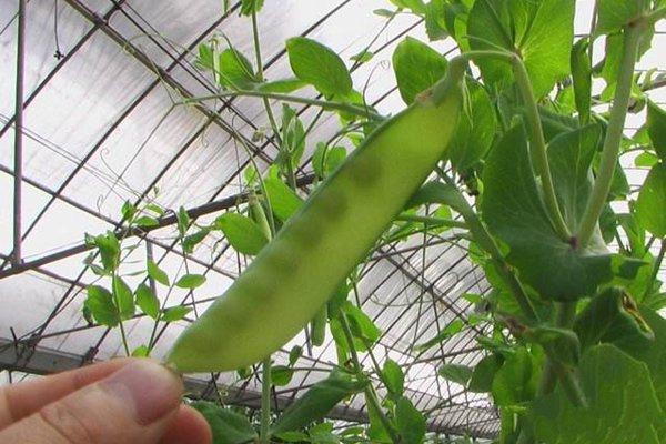豌豆种植时间和方法，养殖豌豆的技巧