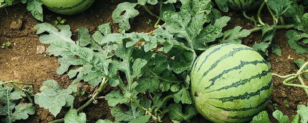 大棚西瓜多少天成熟，大棚西瓜需要种植多长时间