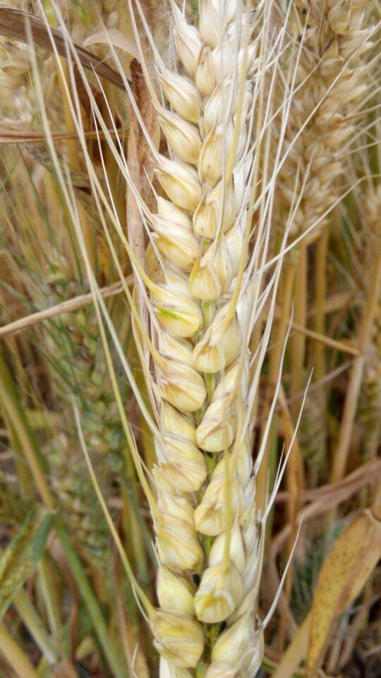 河北高产小麦品种排行榜，河北常见的几种小麦