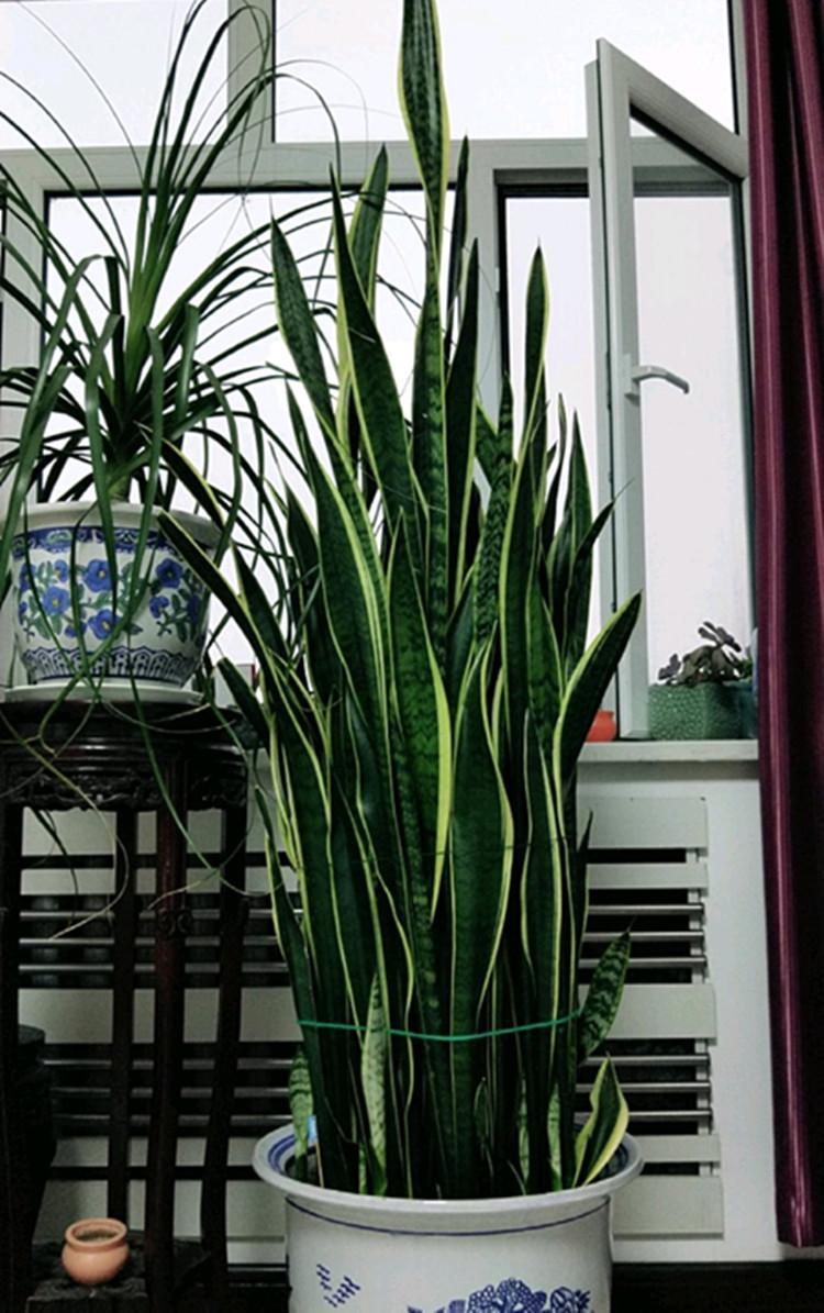 室内大绿植什么最好养，室内屋里养的大型绿植