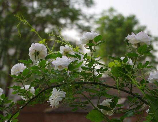 白蔷薇的花语，白蔷薇象征着什么