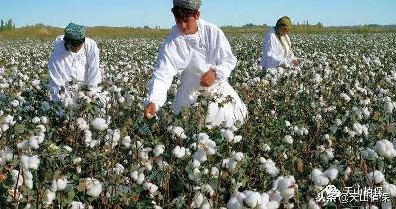 棉花什么时候传入中国，棉花的由来详细讲解