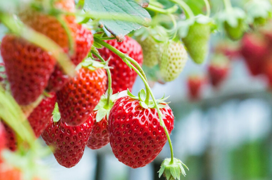 草莓花语是什么，草莓怎么养殖