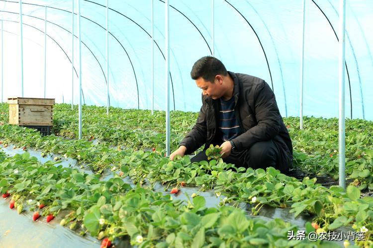 草莓喜欢酸性还是碱性土壤，草莓生长环境的介绍
