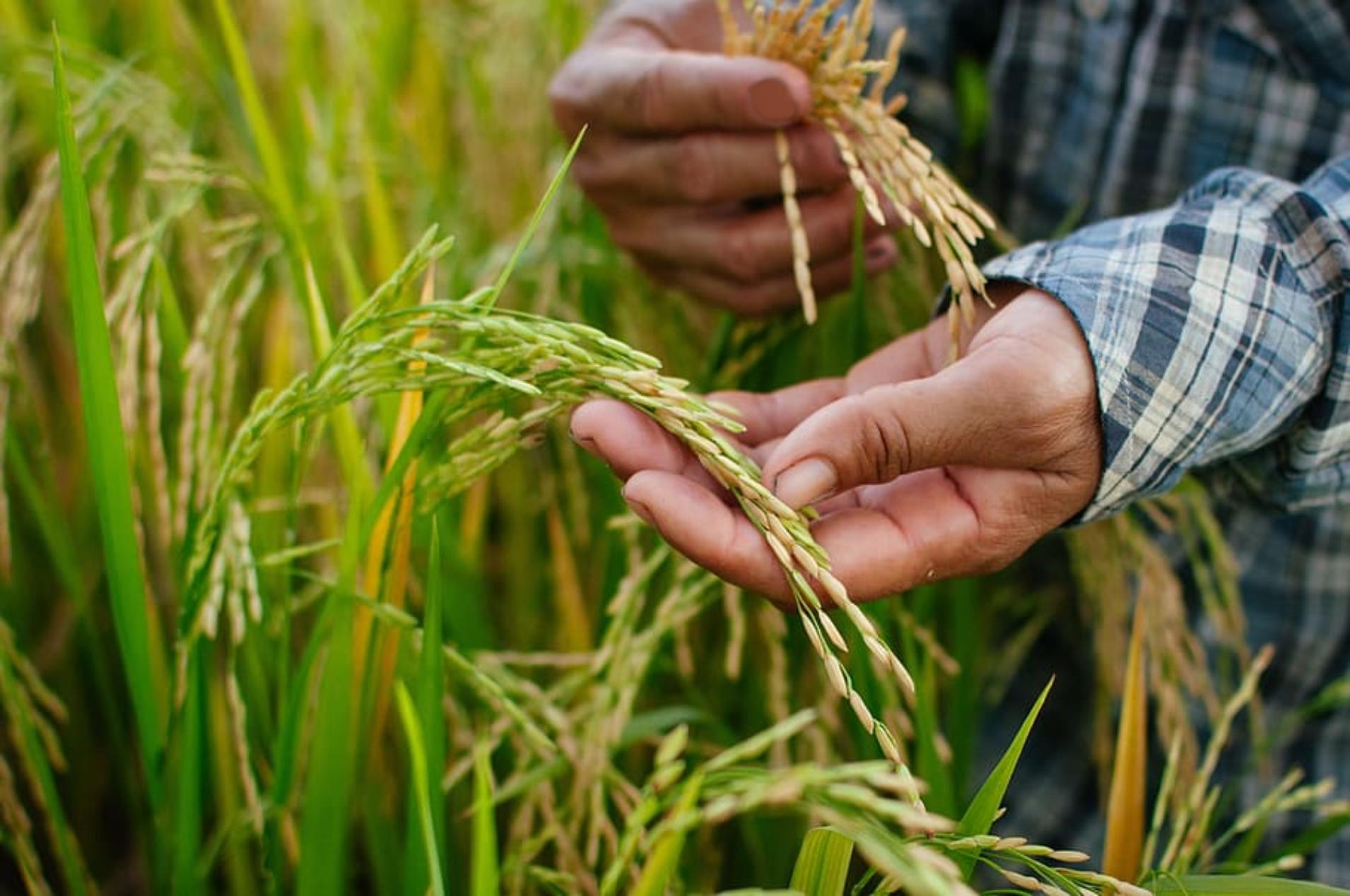 水稻亩产量一般能达到多少，水稻一亩地可以产多少斤