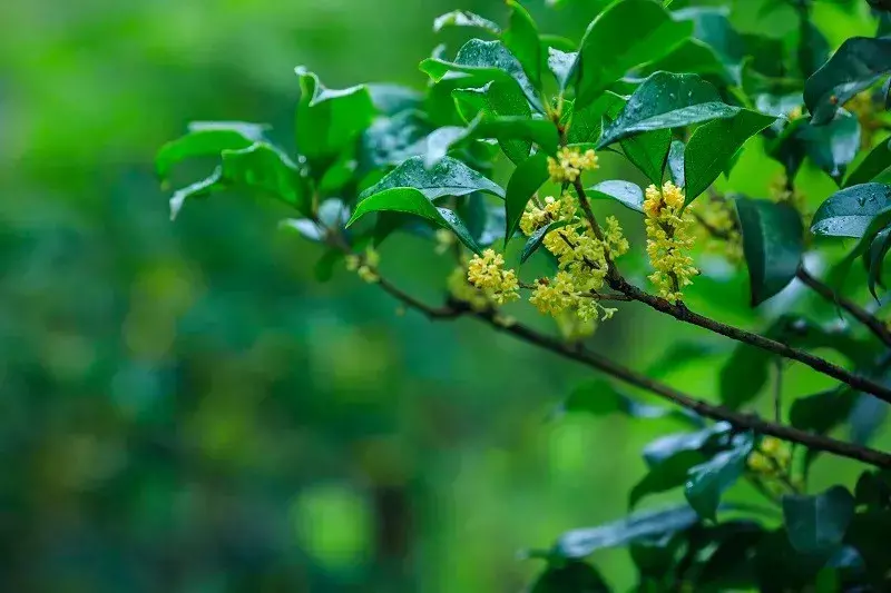 哪种桂花树最好最香，比较香的桂花品种推荐