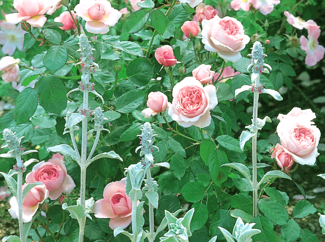 玫瑰花一年四季都开吗，如何养玫瑰花才能让花期更长